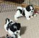 Shih-Poo Puppies for sale in Gloucester, VA 23061, USA. price: NA