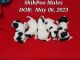 Shih-Poo Puppies for sale in Raleigh, NC, USA. price: $1,850