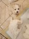 Shih-Poo Puppies for sale in N 87th Dr, Peoria, AZ 85345, USA. price: NA