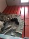 Shih-Poo Puppies for sale in Mt Pleasant, MI 48858, USA. price: $800