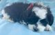 Shih-Poo Puppies for sale in Lake Ozark, MO, USA. price: $500