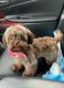Shih-Poo Puppies for sale in San Francisco Bay Area, CA, USA. price: NA