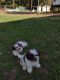 Shih-Poo Puppies for sale in Saluda, SC 29138, USA. price: NA