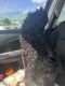 Shih-Poo Puppies for sale in Bellevue, NE, USA. price: $300
