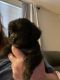 Shih-Poo Puppies for sale in Florence, KY 41042, USA. price: $900