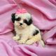 Shih-Poo Puppies for sale in Austin, TX, USA. price: $1,200