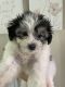 Shih-Poo Puppies for sale in Dunnellon, FL 34432, USA. price: NA