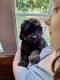Shih-Poo Puppies for sale in Mooresville, IN, USA. price: $395