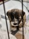 Shih-Poo Puppies for sale in N 87th Dr, Peoria, AZ 85345, USA. price: $300