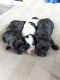 Shih-Poo Puppies for sale in Miami, FL, USA. price: $1,500