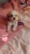 Shih-Poo Puppies for sale in Rowlett, TX, USA. price: NA