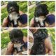Shih-Poo Puppies for sale in Fort Washington, MD 20744, USA. price: NA