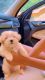Shih-Poo Puppies for sale in Pine Mountain, GA 31822, USA. price: NA