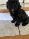 Shih-Poo Puppies for sale in Wingate, NC 28174, USA. price: NA