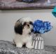 Shih-Poo Puppies for sale in Stroudsburg, PA 18360, USA. price: $55,000