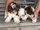 Shih-Poo Puppies for sale in Middlebury, IN 46540, USA. price: $40,000