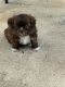 Shih-Poo Puppies for sale in Griffin, GA, USA. price: $700