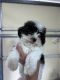 Shih-Poo Puppies for sale in Wamego, KS 66547, USA. price: $650