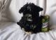 Shih-Poo Puppies for sale in Locust, NC, USA. price: $650
