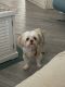 Shih-Poo Puppies for sale in Summerfield, FL 34491, USA. price: NA