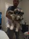 Shih-Poo Puppies for sale in North Las Vegas, NV, USA. price: $450