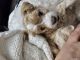 Shih-Poo Puppies for sale in Creedmoor, NC 27522, USA. price: NA