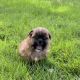 Shih-Poo Puppies for sale in Partridge, KS 67566, USA. price: $850