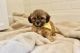 Shih-Poo Puppies for sale in Spring Hill, TN, USA. price: NA