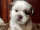 Shih-Poo Puppies for sale in Farmington, AR 72730, USA. price: $600
