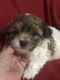 Shih-Poo Puppies for sale in St Joseph, MO, USA. price: NA
