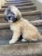 Shih-Poo Puppies for sale in North Las Vegas, NV, USA. price: $400