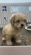 Shih-Poo Puppies for sale in Monroe Township, NJ 08831, USA. price: NA