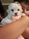 Shih-Poo Puppies for sale in Mishawaka, IN, USA. price: $1,000