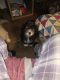 Shih-Poo Puppies for sale in Citrus Heights, CA, USA. price: $800