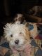 Shih-Poo Puppies for sale in Citrus Heights, CA, USA. price: NA