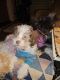 Shih-Poo Puppies for sale in Citrus Heights, CA, USA. price: NA