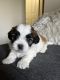 Shih-Poo Puppies for sale in 2967 Burlingame Ave SW, Wyoming, MI 49519, USA. price: $2,000