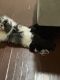 Shih-Poo Puppies for sale in East Orange, NJ, USA. price: NA