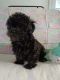 Shih-Poo Puppies for sale in Chuckey, TN 37641, USA. price: $600