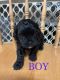 Shih-Poo Puppies for sale in Walbridge, OH 43465, USA. price: $650