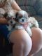 Shih-Poo Puppies for sale in Ada, OH 45810, USA. price: $650