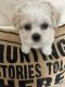 Shih-Poo Puppies for sale in Olive Branch, MS 38654, USA. price: $500