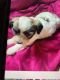 Shih-Poo Puppies for sale in Maple Falls, WA 98266, USA. price: NA