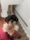 Shih-Poo Puppies for sale in Bedford, IN 47421, USA. price: $800