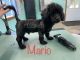 Shih-Poo Puppies for sale in Cunningham, TN 37052, USA. price: NA