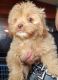 Shih-Poo Puppies for sale in San Antonio, TX, USA. price: $980