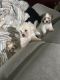 Shih-Poo Puppies for sale in Los Angeles, CA, USA. price: $1,250