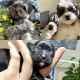 Shih-Poo Puppies for sale in 30 Elm St, Bergenfield, NJ 07621, USA. price: $1,800