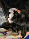 Shih-Poo Puppies for sale in Cincinnati, OH, USA. price: $700