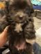 Shih-Poo Puppies for sale in Glen Allen, VA 23060, USA. price: $1,300
